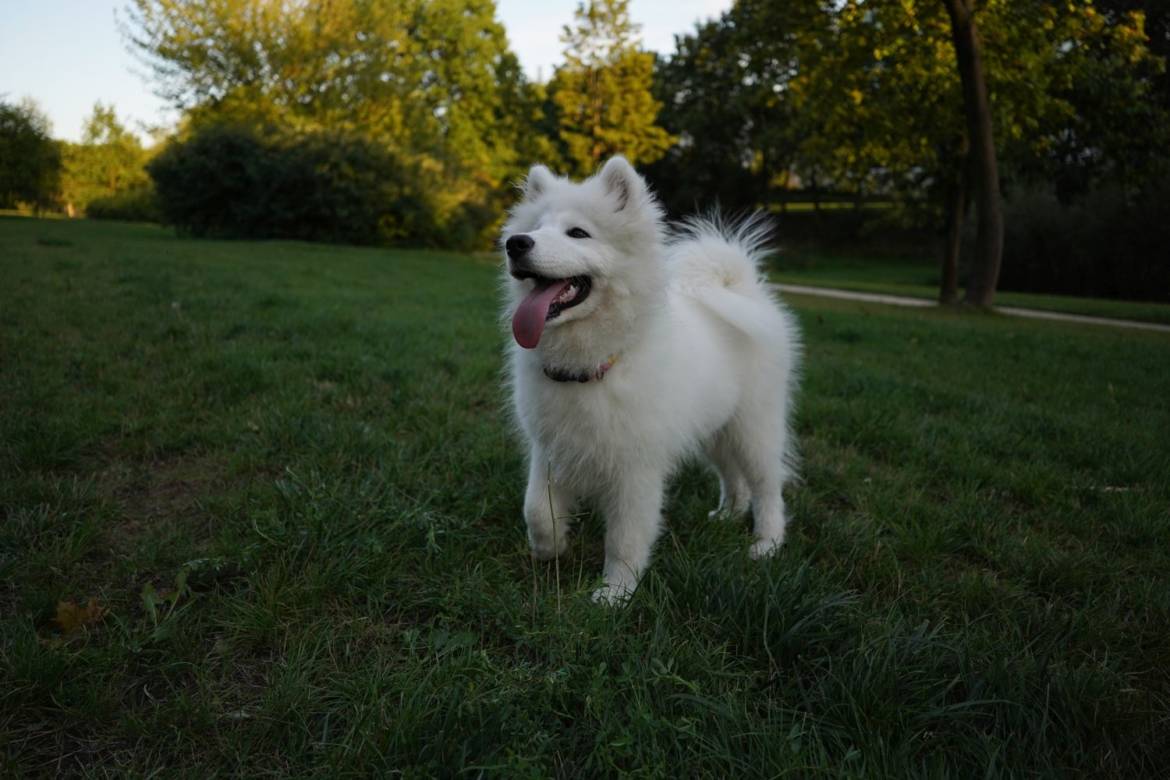 samojed.jpg