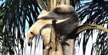 Tamandua południowa