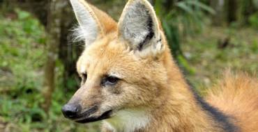 Pampasowiec grzywiasty