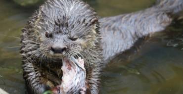 Wydrak długoogonowy